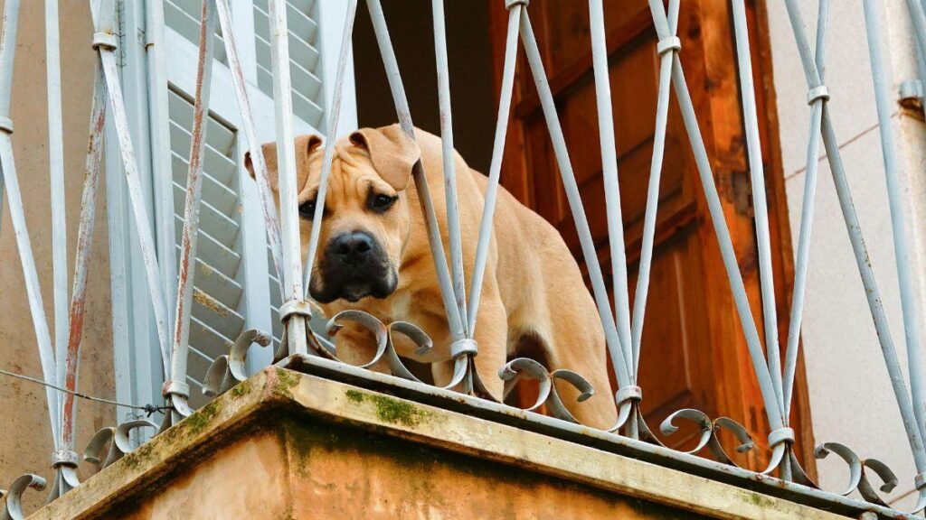 La ley que prohíbe dejar perros y gatos en balcones, terrazas y patios ya está en vigor image ya ha entrado en vigor la ley de bienestar animal prohibe tener a perros viviendo en terrazas con multas de hasta 200 000 euros 28355 1200