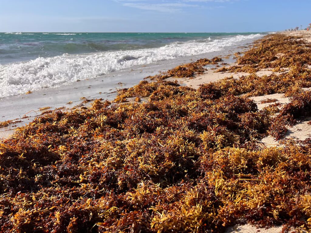 México invertirá USD 115 millones para frenar la llegada récord de sargazo que amenaza las playas del Caribe image R5W4OLH3PJACVB55AEPNQ75HZY