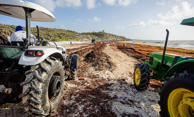 Tulum-labores-contra-sargazo-e1750114574548