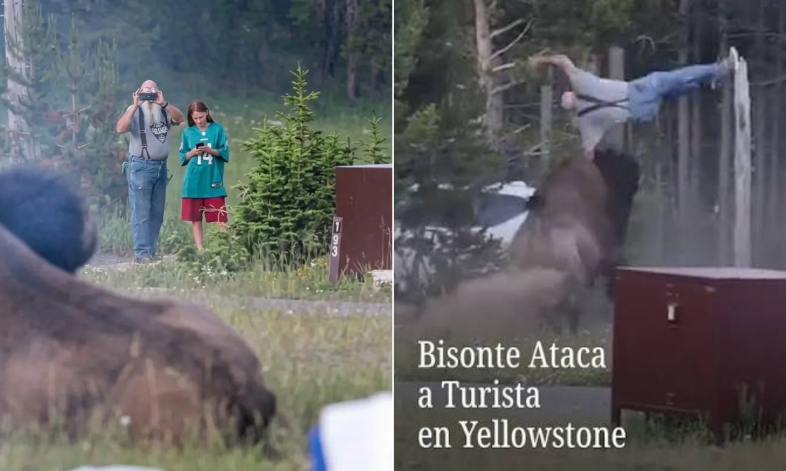 bisonte turista bisonte turista