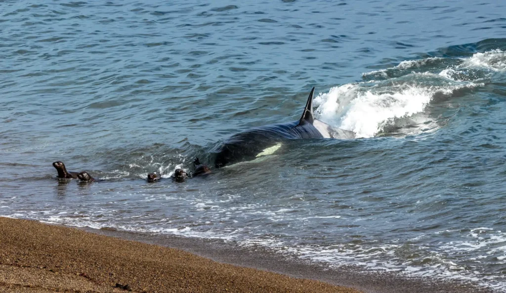 image donde las orcas cazan en tierra firme20240128 0164 orcas peninsula valdes a9090f2f 260709121622 2000x1160