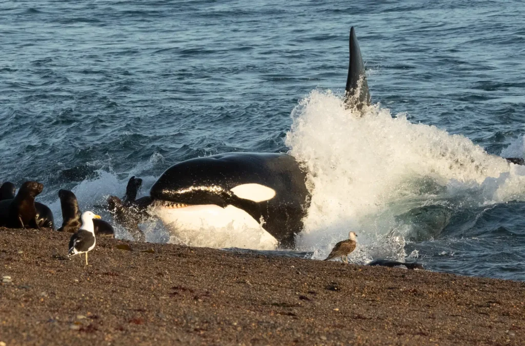 image donde las orcas cazan en tierra firme20240128 0171 orcas peninsula valdes 920acee7 260709121601 2000x1319
