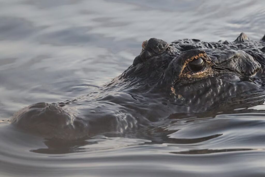 El desgarrador último pedido de una joven antes de morir tras el ataque de un caimán image el caiman le arranco ambos brazos y la joven murio desangrada foto afpbruce bennett 5ILSZYRDGVCH3NVIDAUV3NXRVE