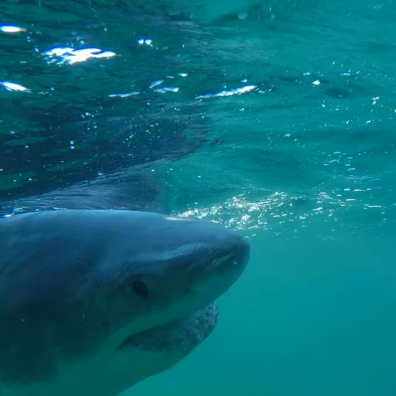 Reapareció el tiburón blanco más grande monitoreado del Atlántico tras meses sin dar señales image el depredador emitio senales de rastreo en abril SGYNRD42BVASNHWFALWN5SBUVQ