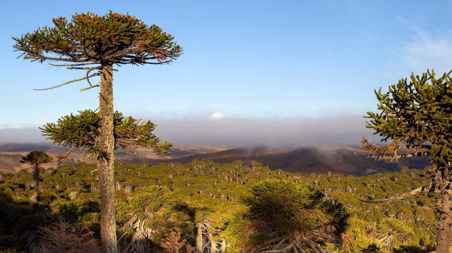 entre-cascadas-y-volcanes-cuatro-lugares-para-visitar-en-el-parque-provincial-copahue-foto-la-ruta-natural-PNCFP3VOZNHLTAE2K652HABAMU