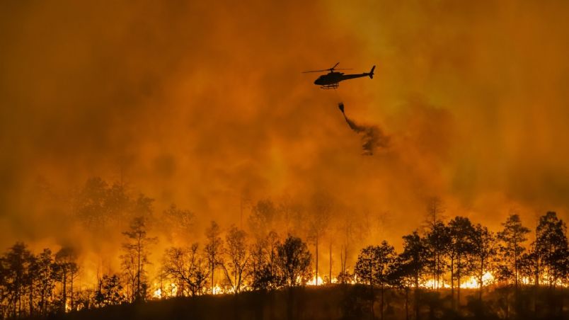 El mundo perdió en 25 años una superficie de bosques vírgenes equivalente al tamaño de México image f804x452 153590 205523 5050