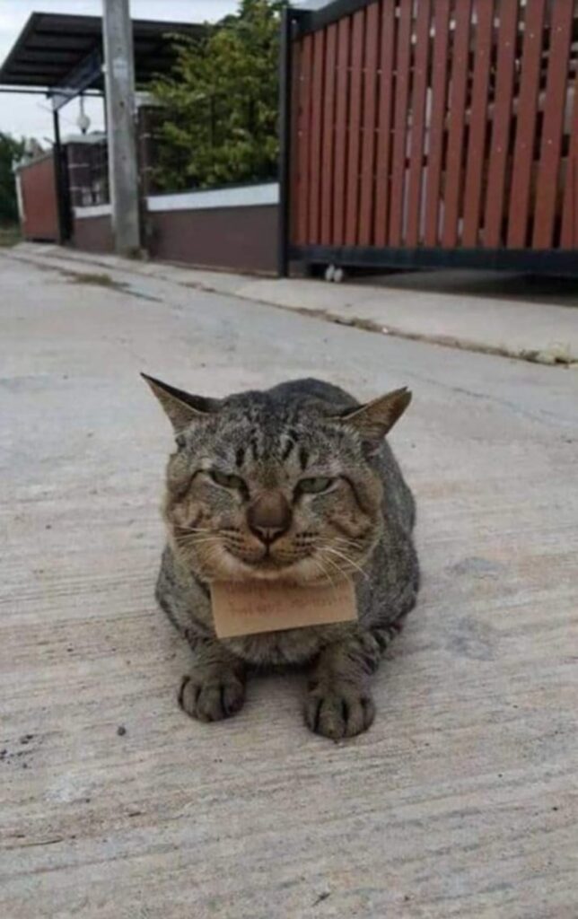 Un gato desapareció durante tres días y volvió a casa con una inesperada "deuda" colgada del cuello image fE12ufYDg 720x0 1
