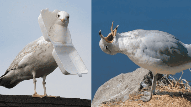 gaviotas.png_957223929