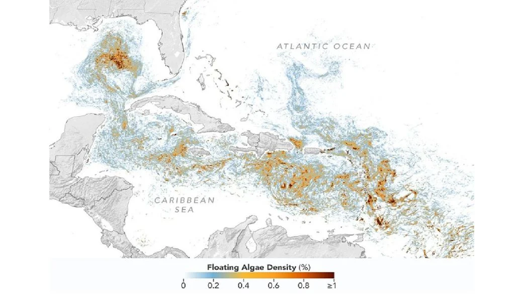 gigantesca-marea-marron-que-se-dirige-hacia-el-caribe-y-florida-imagenes-de-la-nasa-detectan-la-invasion-de-sargazo-1785403916626_1024