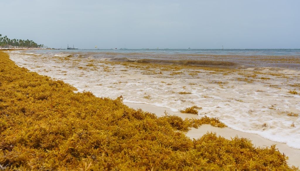 image gigantesca marea marron que se dirige hacia el caribe y florida imagenes de la nasa detectan la invasion de sargazo 1785404103114 1024