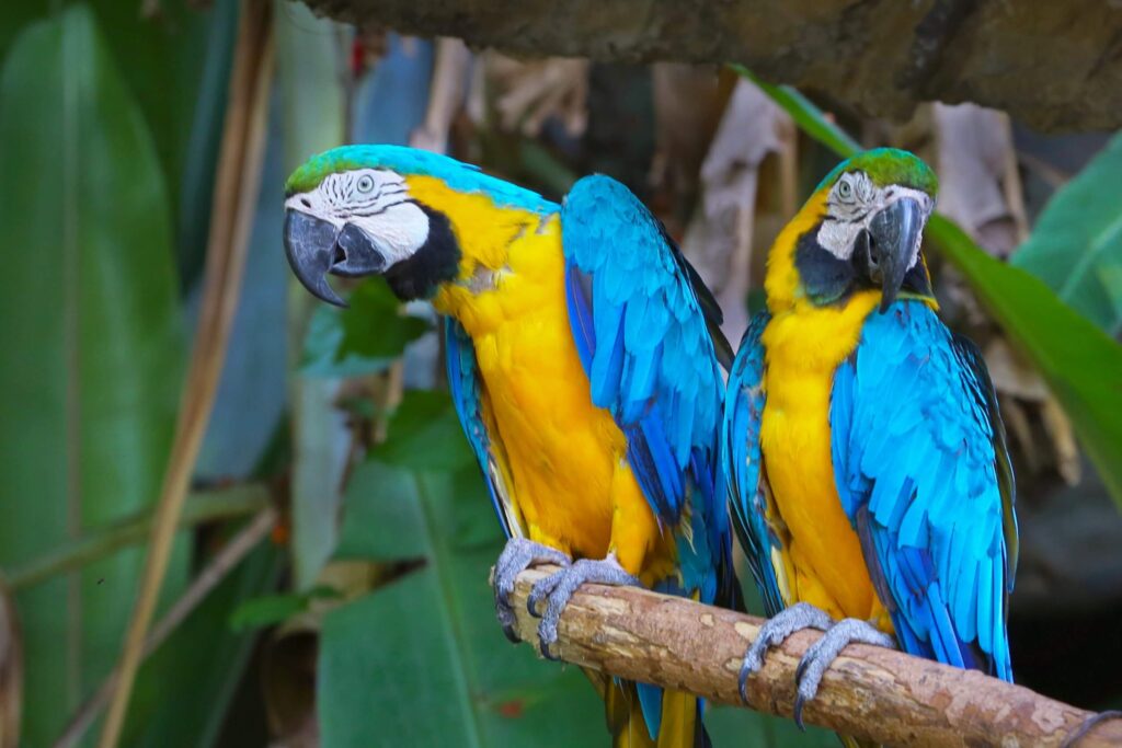 image guacamayo barbazul