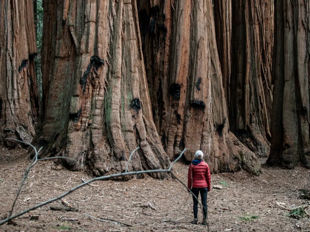 Descubrieron el árbol más alto del Amazonas: mide como un edificio de 30 pisos image image 3
