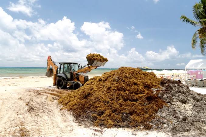 Proponen una solución definitiva para el sargazo en el Caribe: recolectarlo antes image images 44