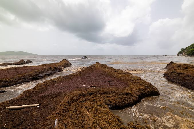 México invertirá USD 115 millones para frenar la llegada récord de sargazo que amenaza las playas del Caribe image images 86