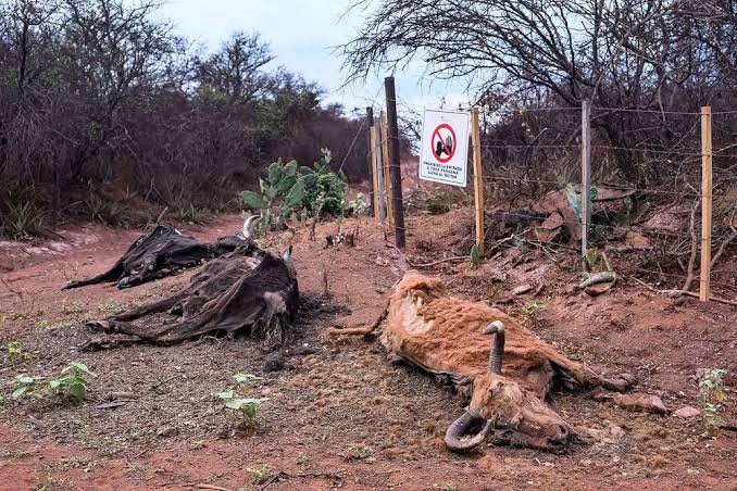 El “Chernóbil argentino”: un pozo petrolero abandonado contamina el bosque salteño image images