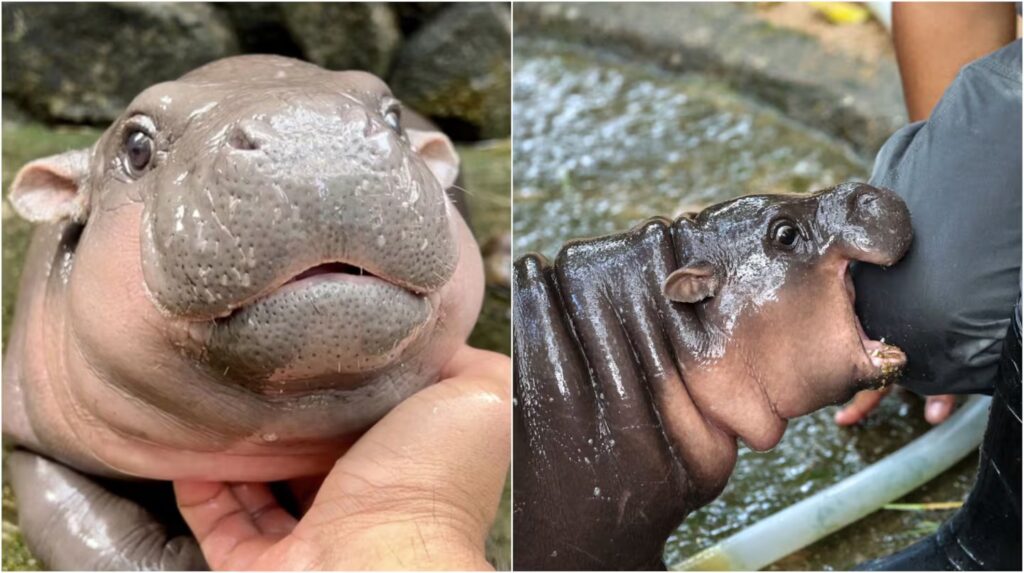 El hipopótamo viral que acertó predicciones lanzó un pronóstico para Argentina vs. Inglaterra image la curiosa prediccion se realizo en el zoologico khao kheow ubicado a unos 110 kilometros al este de bangkok en tailandia foto amazlngnaturex ZKYMXQ7H2BGH7LYYKNABS6JWU4 1