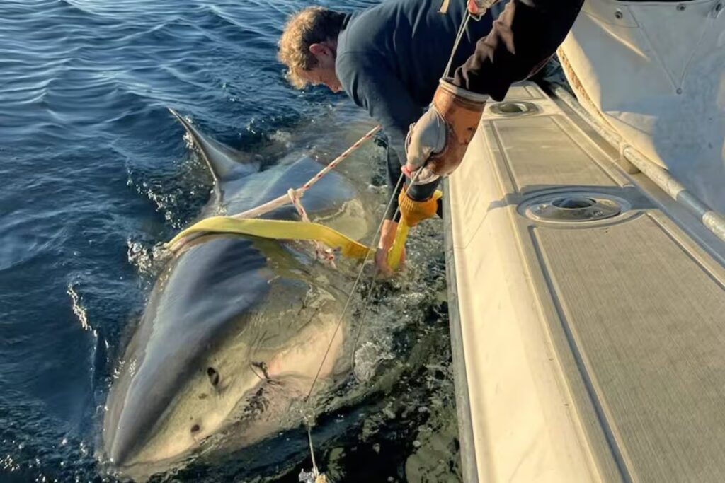 Reapareció el tiburón blanco más grande monitoreado del Atlántico tras meses sin dar señales image la senal de contender un tiburon blanco que fue LELF2FHLC5HNBL2TKPFEJQVCR4