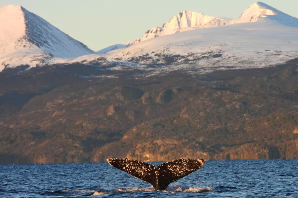 Buscan proteger a las ballenas y orcas del Canal Beagle con una ley pionera en Tierra del Fuego image lls especies que se estan observando con mas 3ALZONJR7JGJNKF54TNW2TYBHM