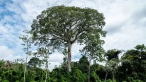 reforestar el amazonas Conoce cómo ser un comprador consciente y ayudar a reforestar el Amazonas image reforestar el amazonas portadas canva 1
