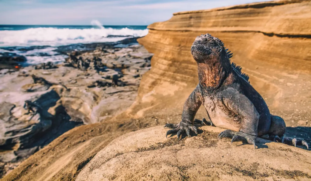 Galápagos, el paraíso natural donde los animales conviven con las personas sin temor image que ver islas galapagos
