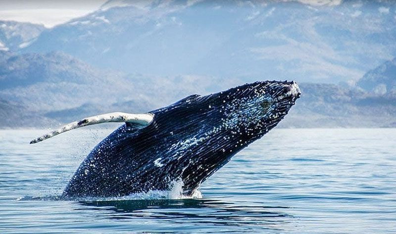 regimen-para-proteger-cetaceos-en-el-canal-beagle_6K0J regimen-para-proteger-cetaceos-en-el-canal-beagle_6K0J