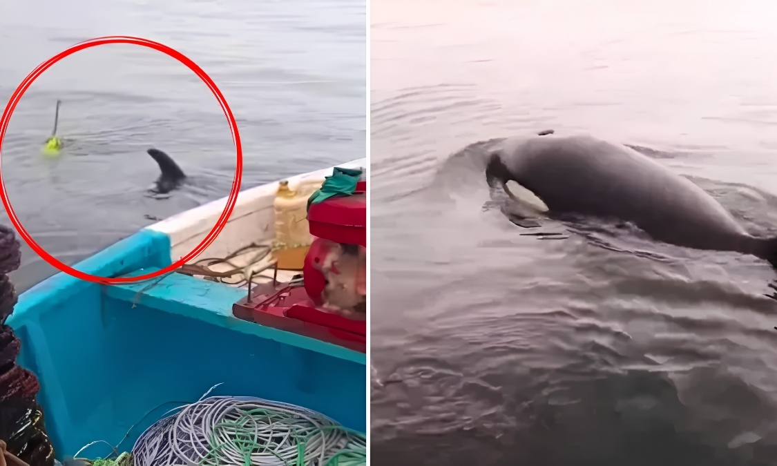 rescate orca chile rescate orca chile