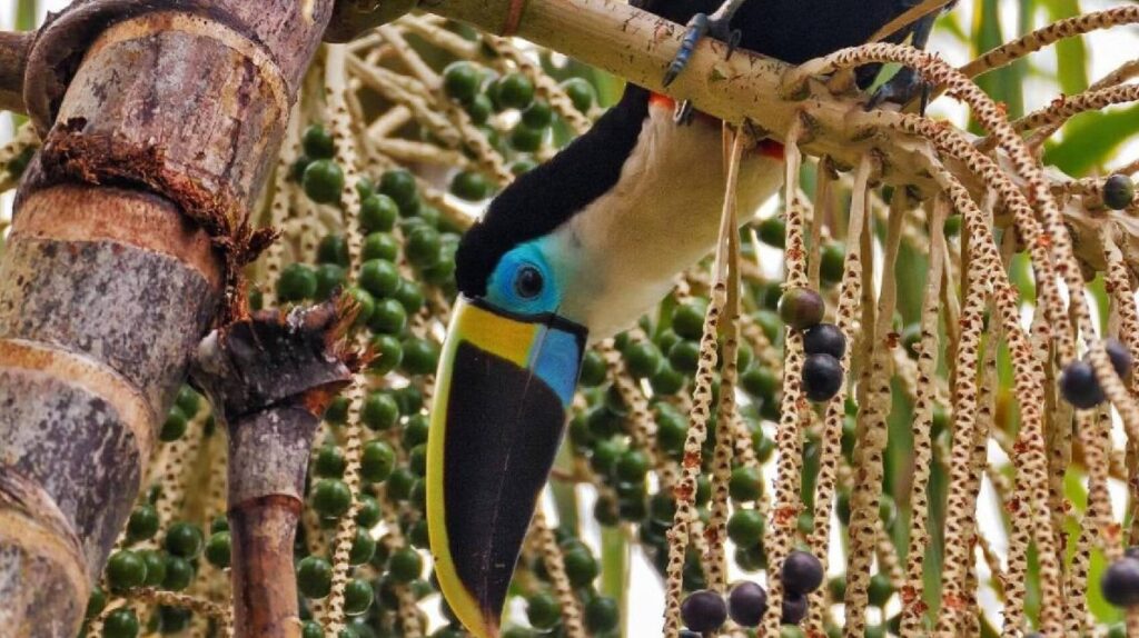 image tucan acai