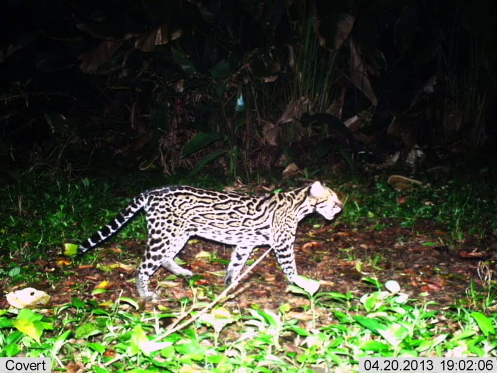 image 09 Ocelote F02 Longeva © Coastal Jaguar Conservation 2048x1536 1