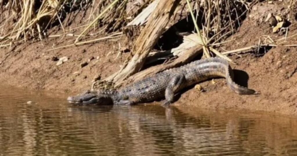 Sorpresa en Córdoba: un yacaré apareció en una laguna urbana y todavía no logran atraparlo image 23K3Z5M3CFEK3JUGXCD6AHS53Y