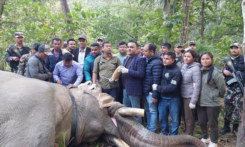 image 2Elefante Dhurbe