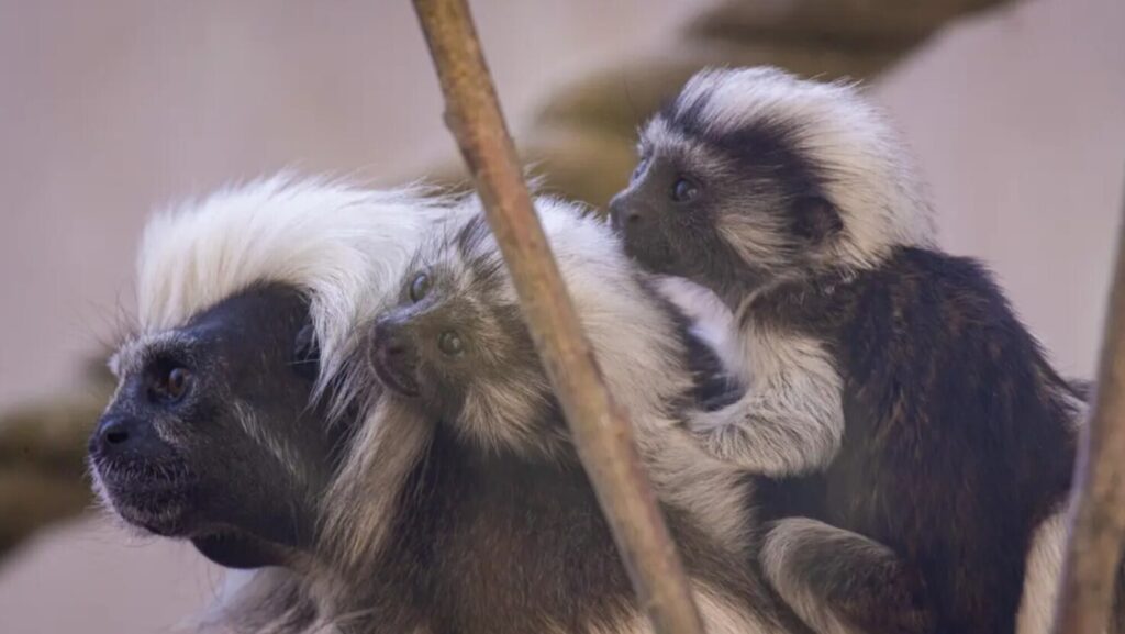 Nacieron gemelos de una especie de mono en peligro crítico de extinción en un zoológico de Inglaterra image AUiVehDJ5 2000x1500 2