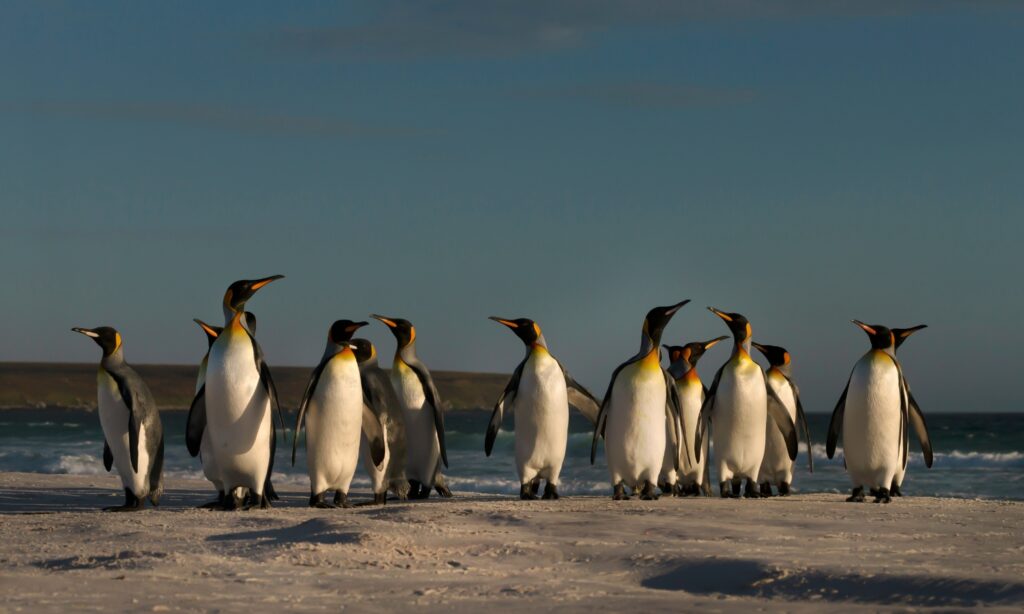 image Cecilia maestra chile pinguinos
