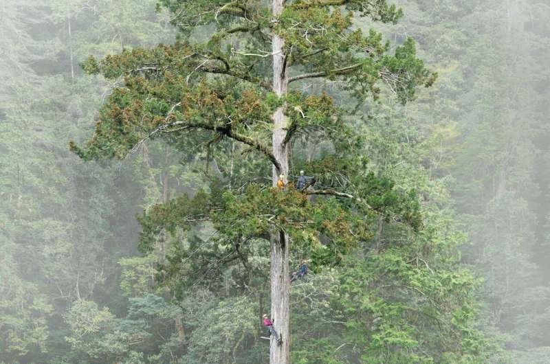 Descubren-en-Taiwan-el-arbol-mas-alto-conocido-de-Asia-Oriental