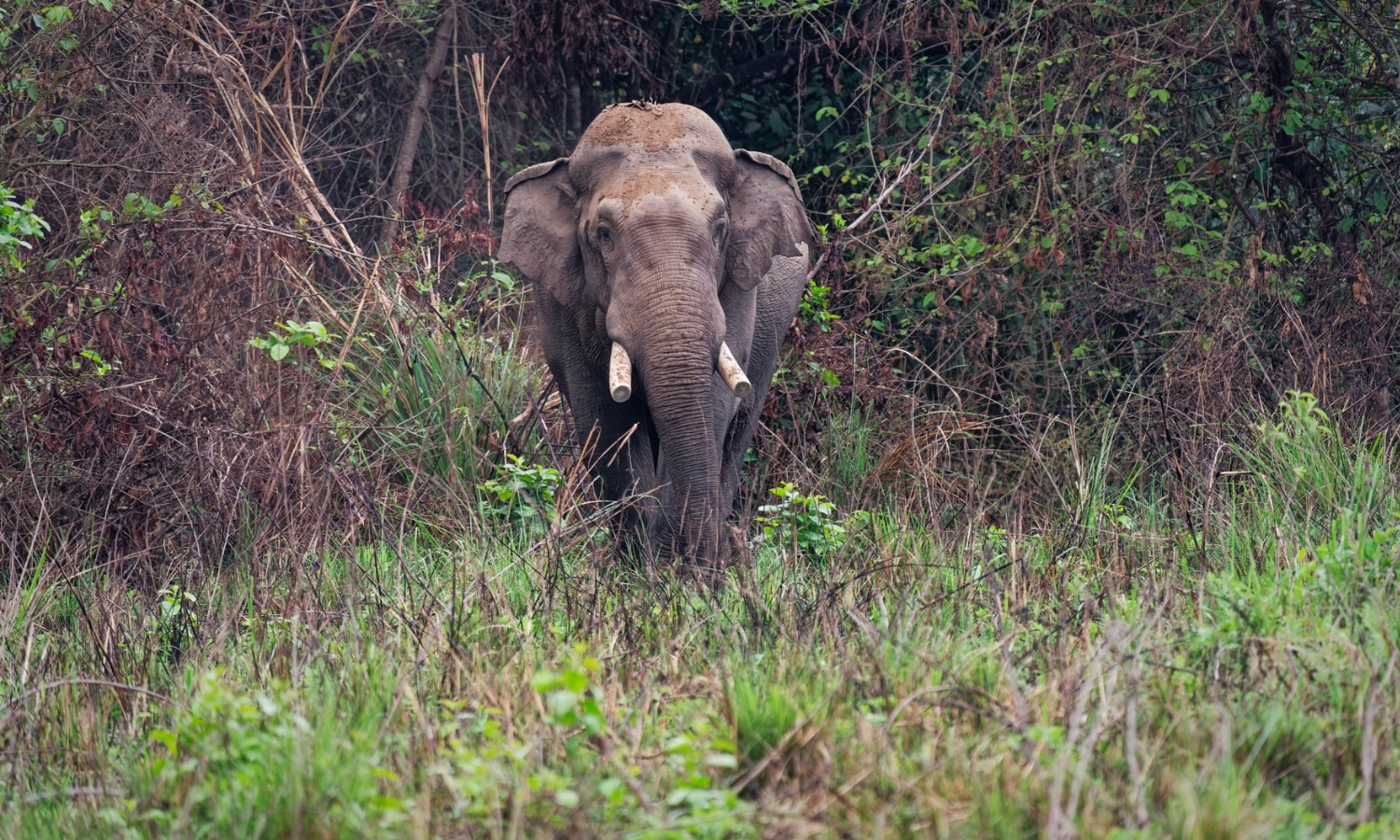 Elefante Dhurbe