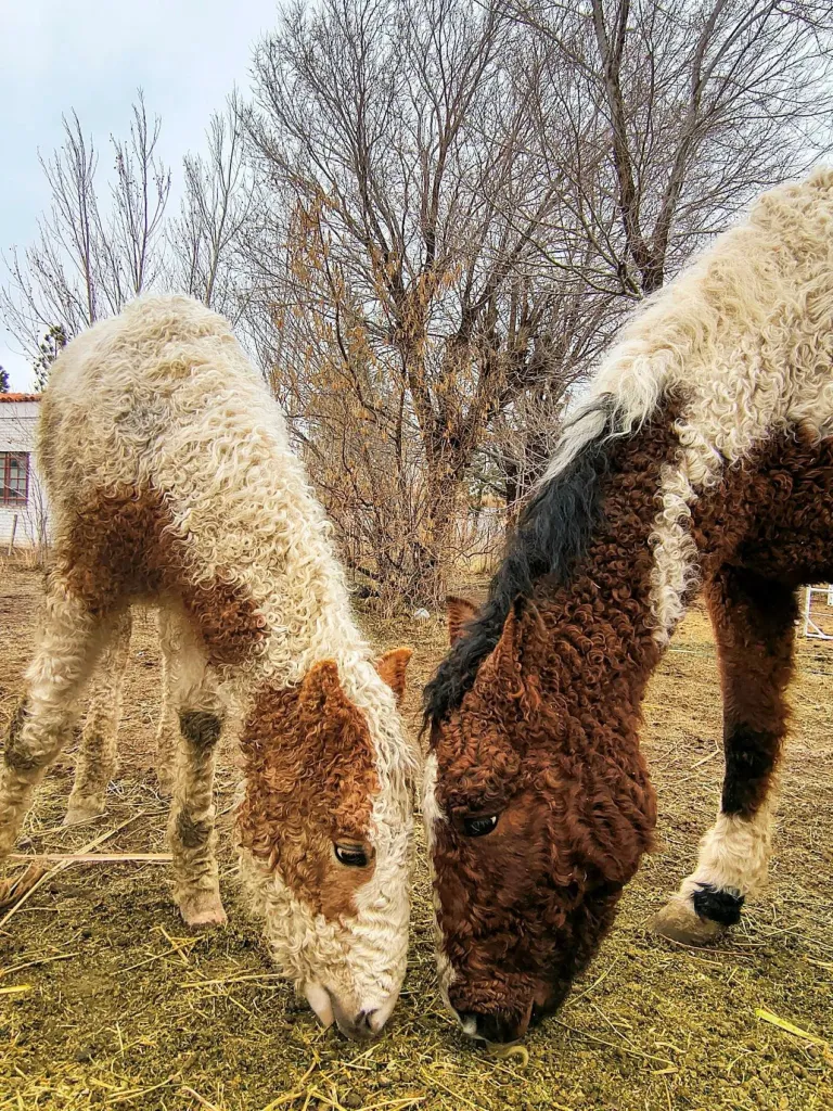 Los caballos con rulos que parecen salidos de un cuento: el viaje por la Patagonia para conocer una raza única image Linea sur 5