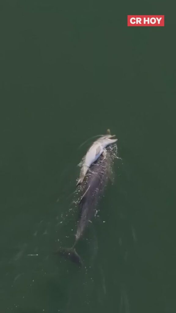 image Madre delfin cargo a su cria muerta durante seis dias thumb.0000000