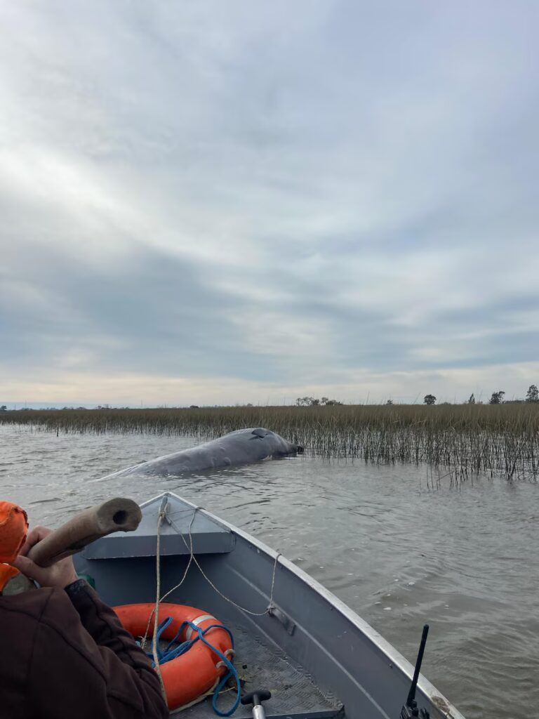 Ballena de ocho metros murió en la costa de Montevideo: piden no acercarse y advierten por olores intensos image NMAB5NDDY5F5NN4VDWGMOITQ64