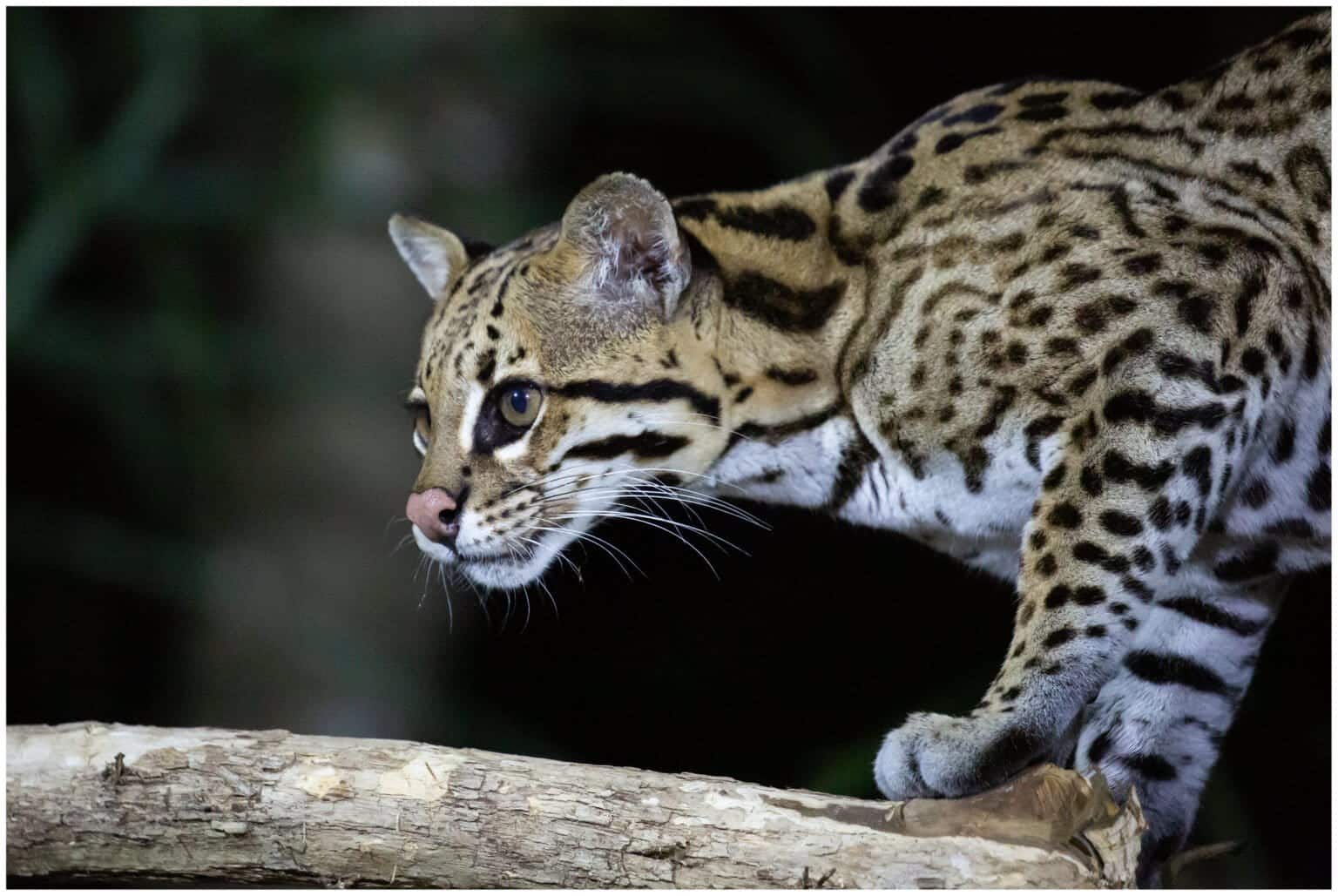 OCELOTE-1-1536x1029