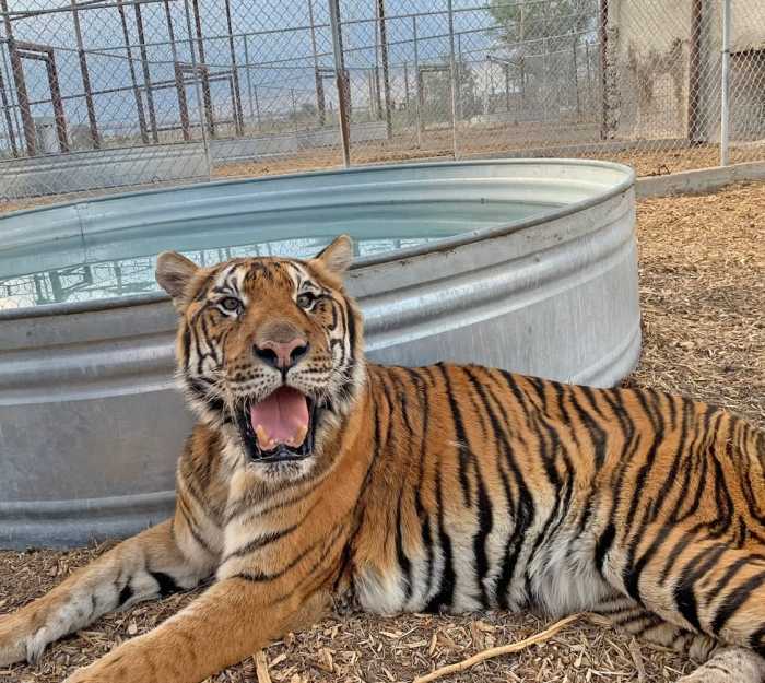 De Luján a santuarios de Sudáfrica y Estados Unidos: 30 leones y tigres comenzaron una nueva vida image Tigre traslado four Paws