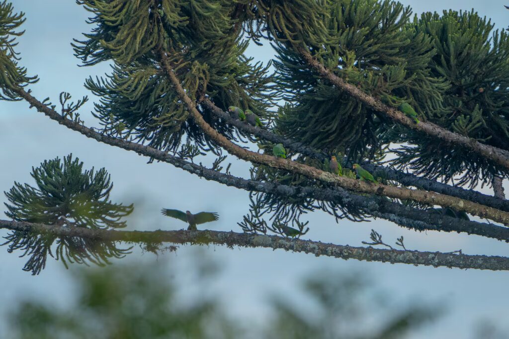 La tala de árboles pone al loro vinoso al borde de la extinción en Misiones: quedan solo 323 ejemplares image ejemplares de loro vinoso en ramas de una araucaria en misiones foto sebastian navajas aves argentinas QMM6UOOUHNGXRL7VNXOIFNKAHU
