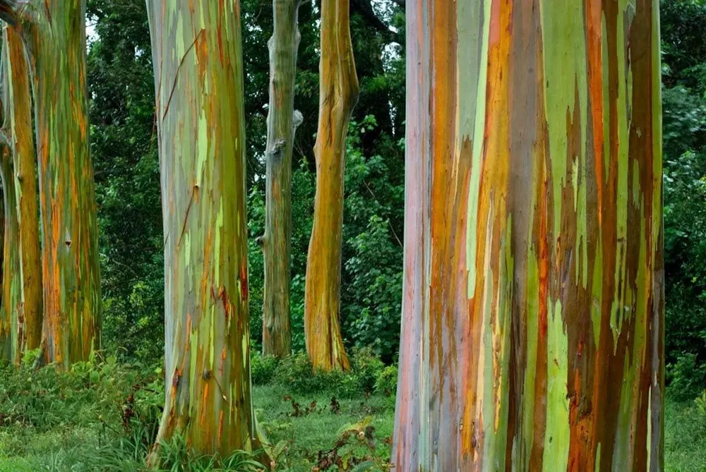 El árbol con más colores del mundo: cómo cultivarlo en el jardín y renovar tu casa image el arbol mas colores del mundo como cultivarlo el jardin y renovar tu casa 1
