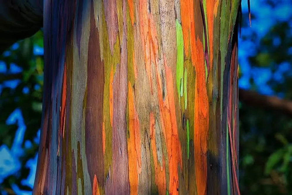 el-arbol-mas-colores-del-mundo-como-cultivarlo-el-jardin-y-renovar-tu-casa-2 el-arbol-mas-colores-del-mundo-como-cultivarlo-el-jardin-y-renovar-tu-casa-2