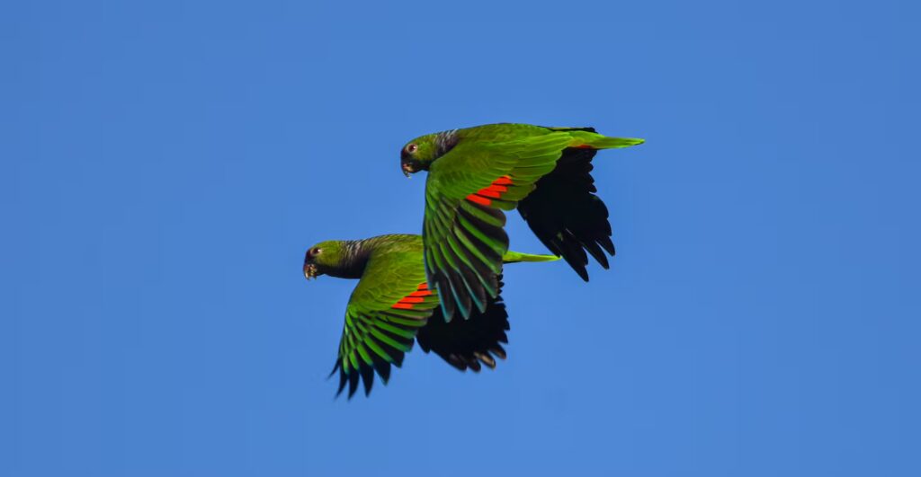 La tala de árboles pone al loro vinoso al borde de la extinción en Misiones: quedan solo 323 ejemplares image el loro vinoso se creia extinto en la decada de 1980 pero un relevamiento en 2005 mostro que todavia existian ejemplares en misiones foto carlos garcia aves argentinas EBMZ6S675NDNDD3U4PYUTX7WLI