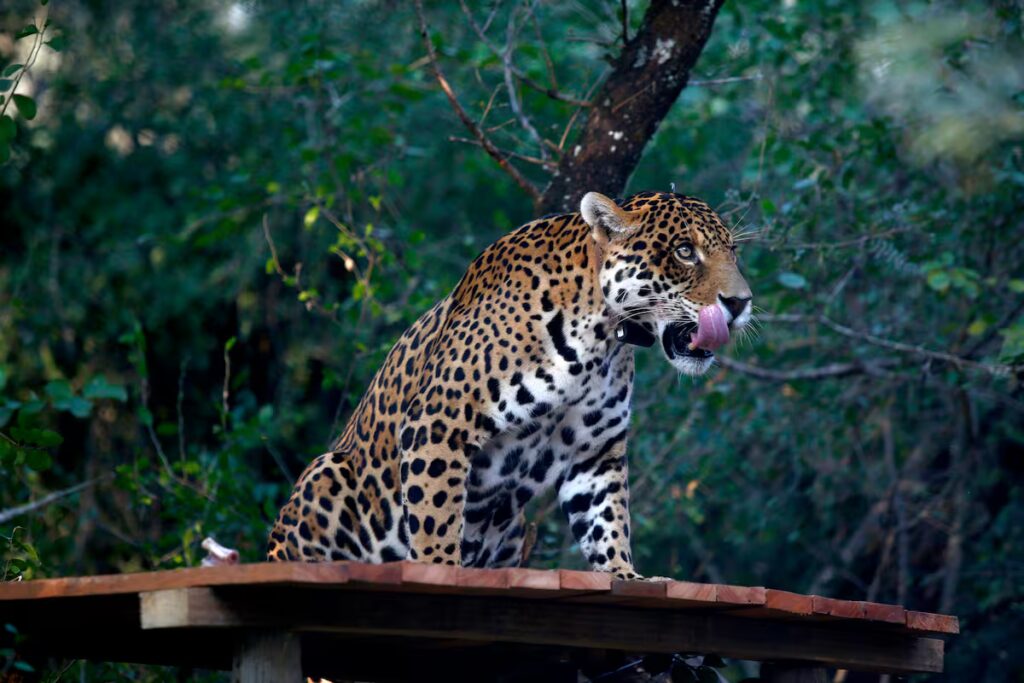 Alarma en la Amazonia: la población de jaguares hembra cayó un 77 % y preocupa el futuro de la especie image el yaguarete fue declarado monumento OF3LIF5QZZF4HNTJTLVNJ6GX3E