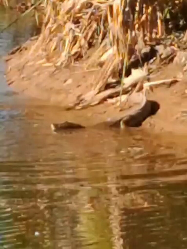 Sorpresa en Córdoba: un yacaré apareció en una laguna urbana y todavía no logran atraparlo image geep1o9u 1920