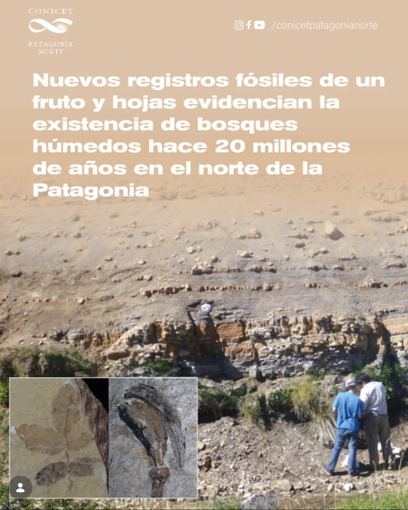 Dos nuevas plantas fósiles revelan cómo era la Patagonia hace 20 millones de años image image 4