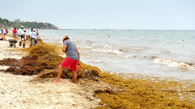 El sargazo obliga a turistas a buscar playas limpias lejos de sus hoteles en el Caribe mexicano image images 89