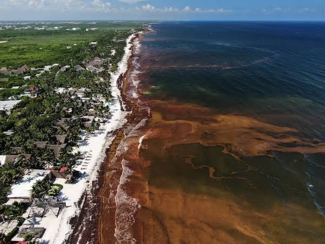 El sargazo se dispara en el Caribe mexicano: alcanzó niveles 27 veces superiores al promedio histórico image images 92