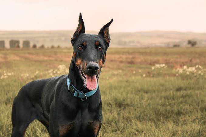 Alemania prohíbe cortar las orejas o la cola de los perros por motivos estéticos image images 95