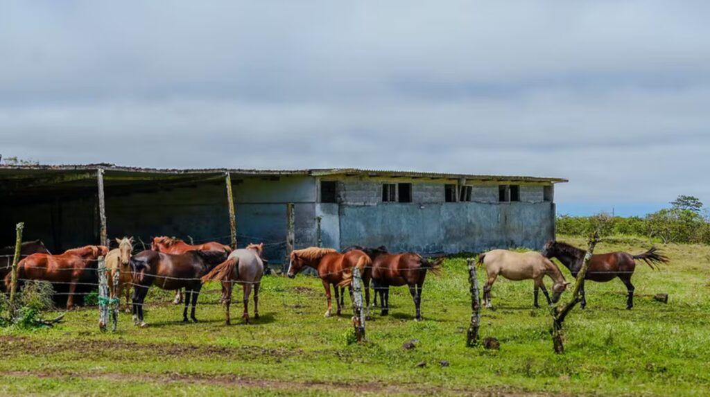 image la experiencia es para mayores de 21 anos y requiere quedarse por lo menos un mes foto galapagos horse and friends FC2IOSTUNZC6LLFPOMDNN55V7E